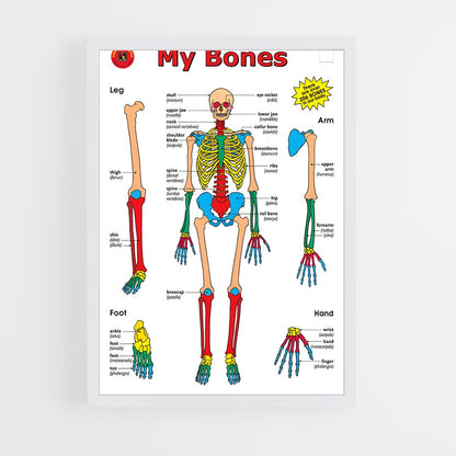 ap-bone-6 cadre Blanc