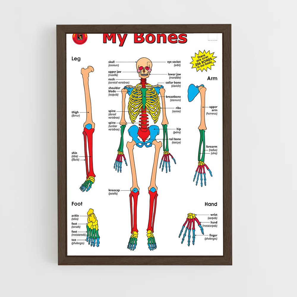 ap-bone-6 cadre Bois foncé