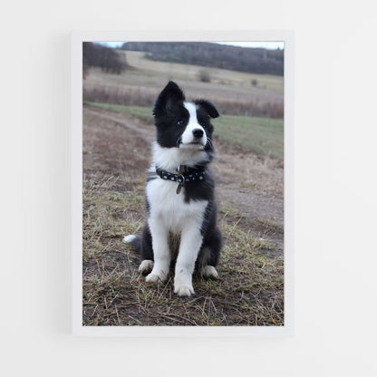 ap-border collie-1 cadre Blanc