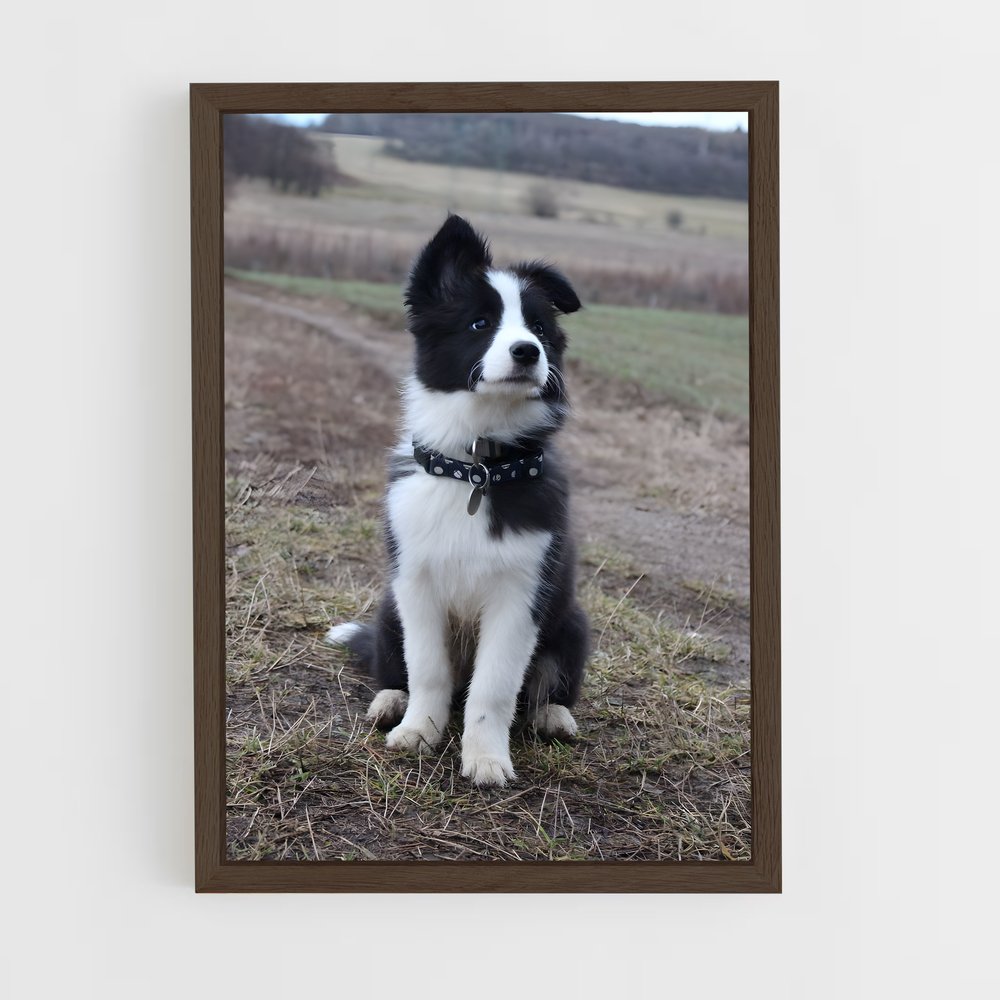 ap-border collie-1 cadre Bois foncé