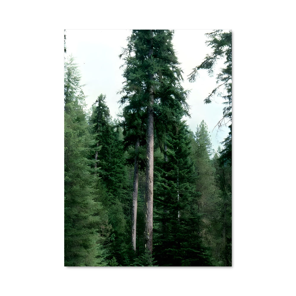 Poster Gardiens de la Forêt