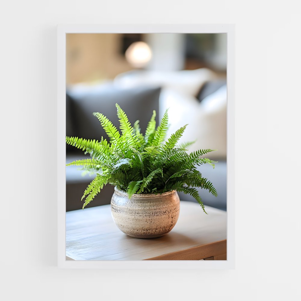 ap-boston fern-1 cadre Blanc