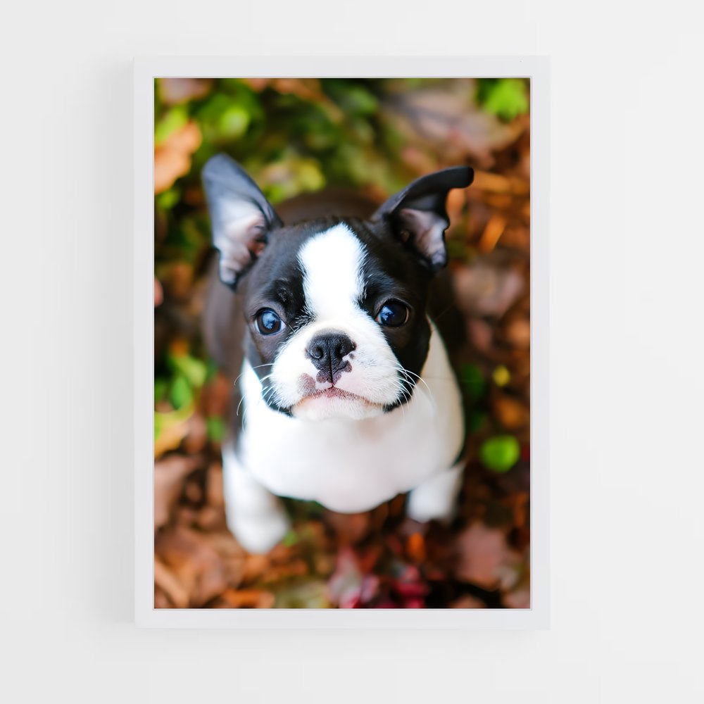 ap-boston terrier-2 cadre Blanc