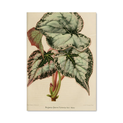 Poster Feuille Émeraude