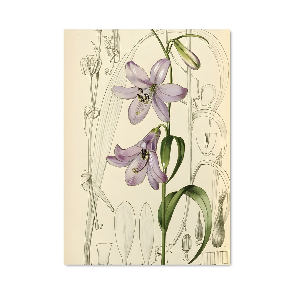 Poster Orchidée Envoûtante