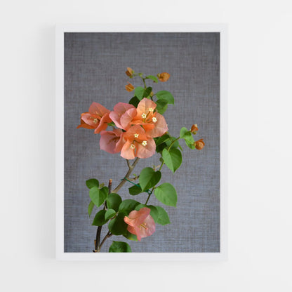 ap-bougainvillea-1 cadre Blanc