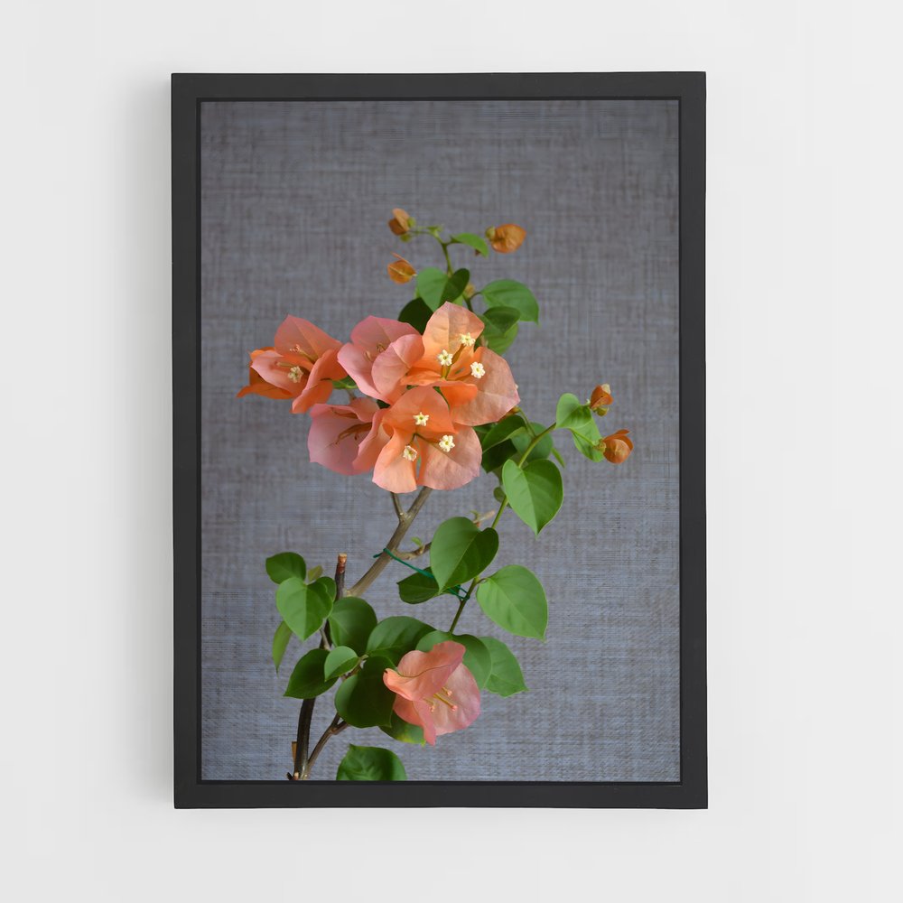 ap-bougainvillea-1 cadre Noir