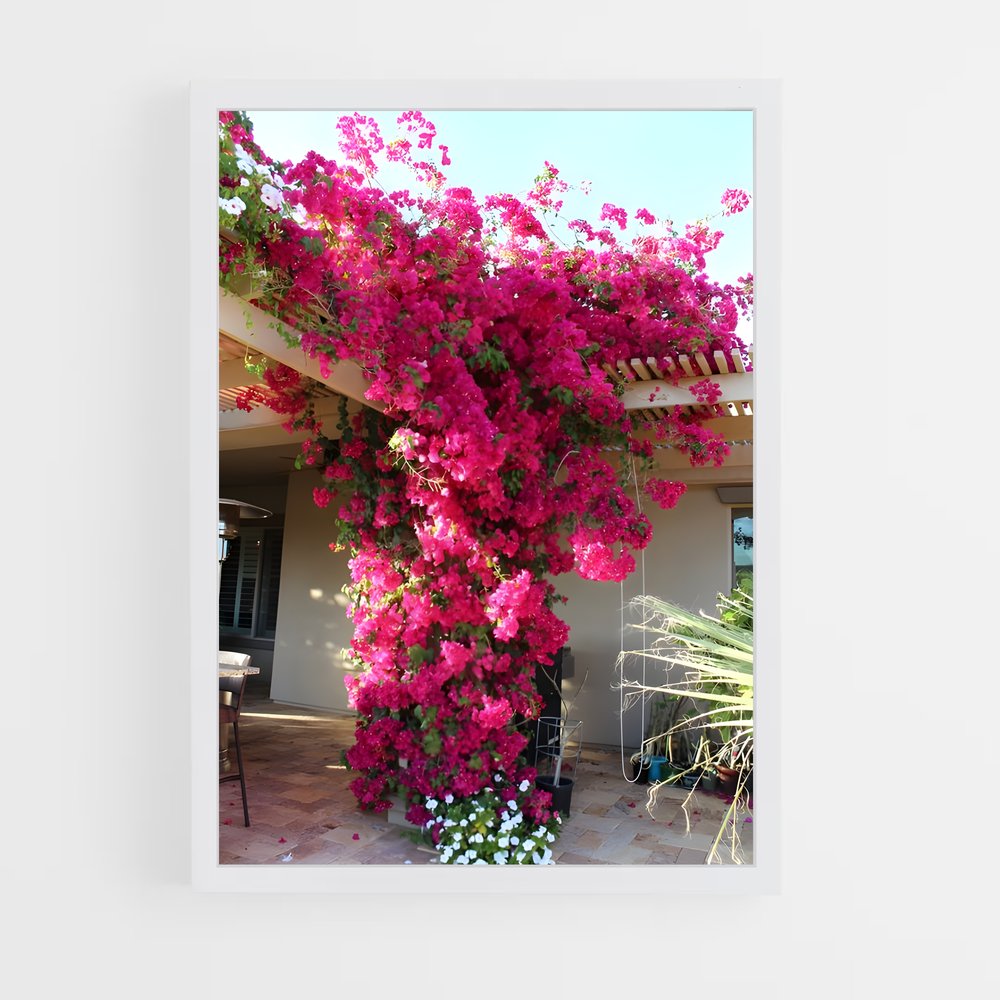 ap-bougainvillea-3 cadre Blanc