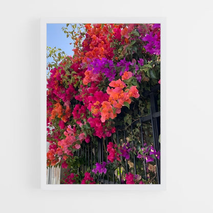 ap-bougainvillea-4 cadre Blanc