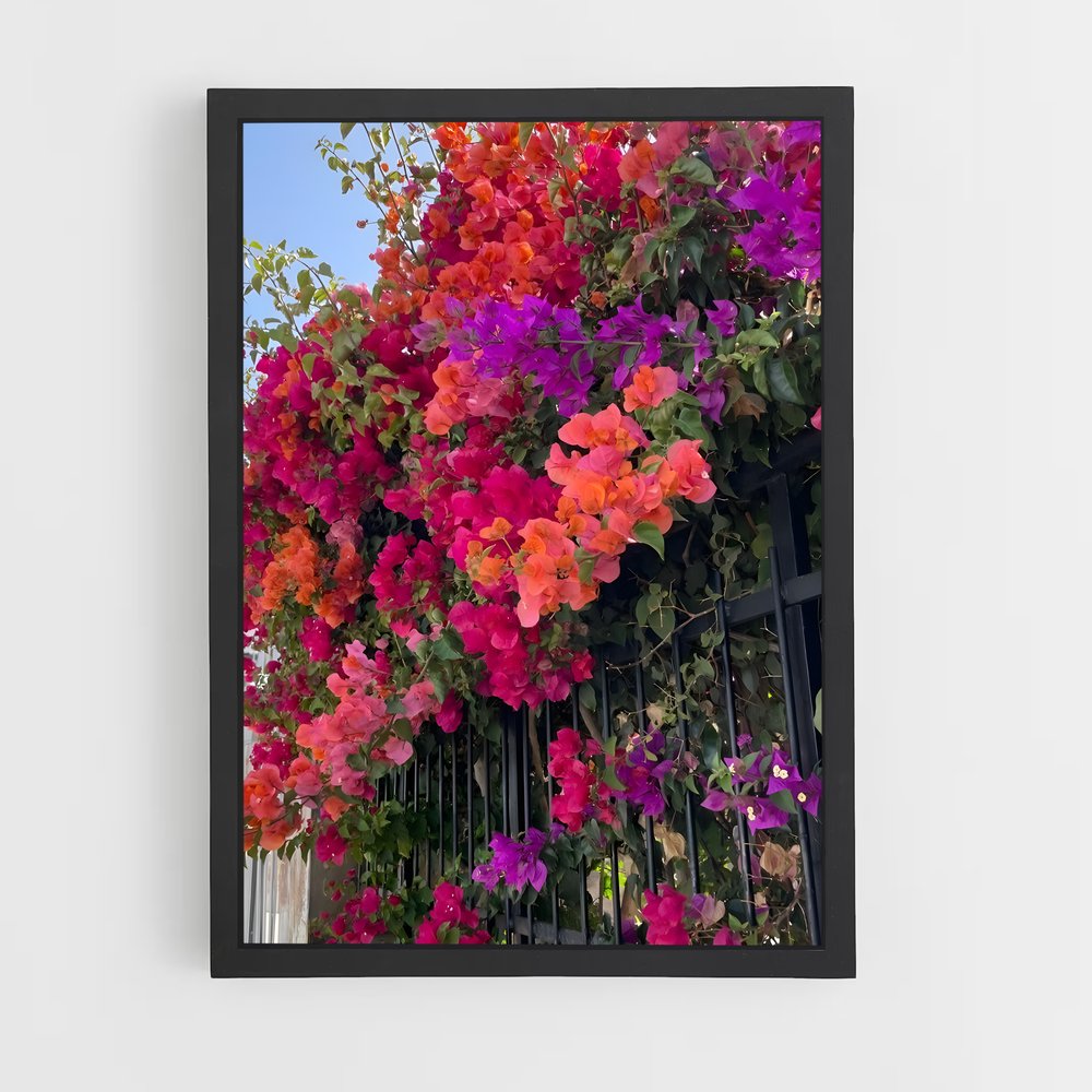 ap-bougainvillea-4 cadre Noir