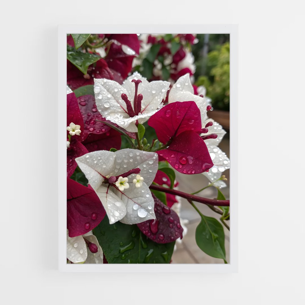 ap-bougainvillea-5 cadre Blanc