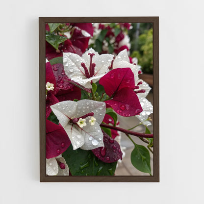 ap-bougainvillea-5 cadre Bois foncé