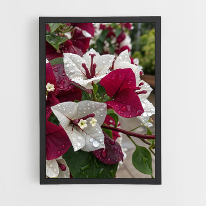 ap-bougainvillea-5 cadre Noir
