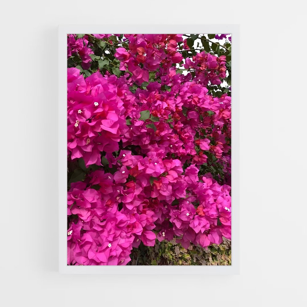 ap-bougainvillea-6 cadre Blanc