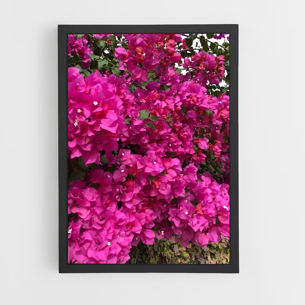 ap-bougainvillea-6 cadre Noir