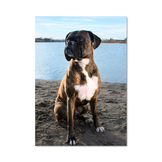 Poster Chien des Plages