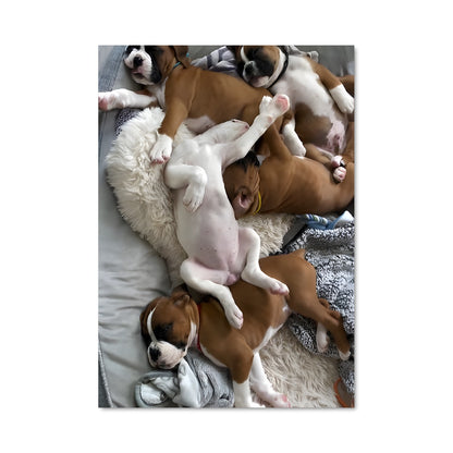 Poster Chien de Lit