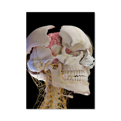 Poster Anatomie du Cerveau