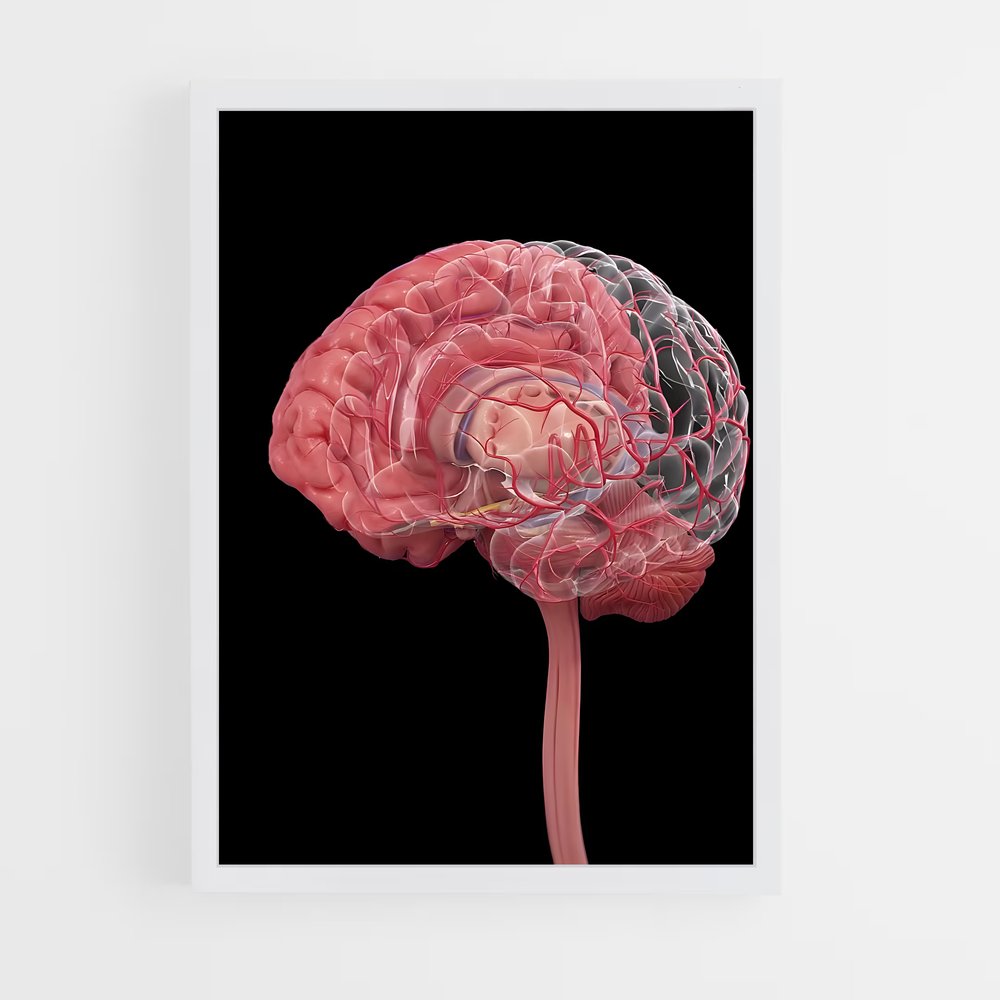 ap-brain anatomy-1 cadre Blanc