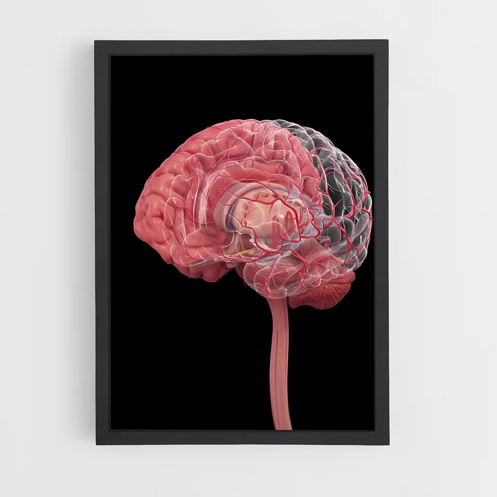 ap-brain anatomy-1 cadre Noir