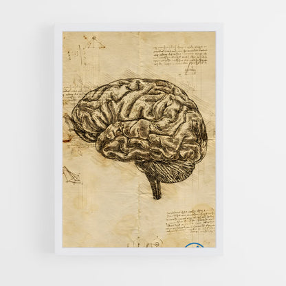 ap-brain anatomy-3 cadre Blanc