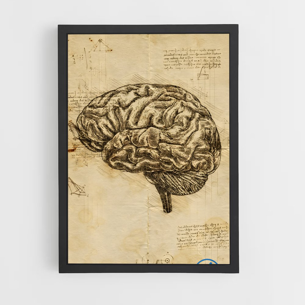 ap-brain anatomy-3 cadre Noir