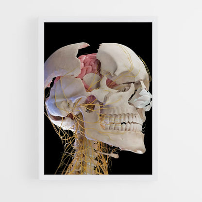 ap-brain anatomy-4 cadre Blanc