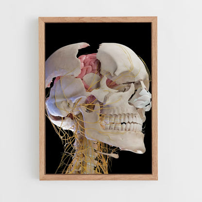 ap-brain anatomy-4 cadre Bois clair