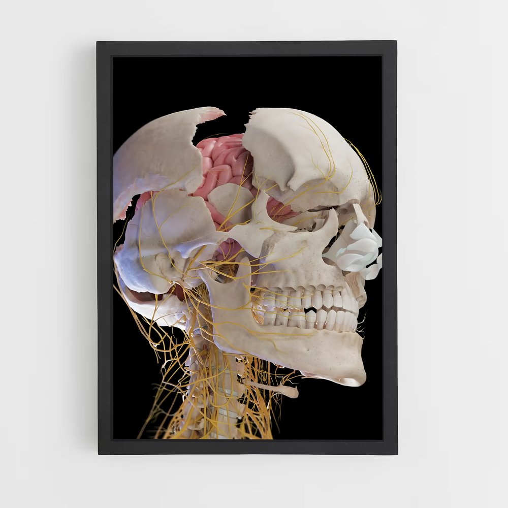 ap-brain anatomy-4 cadre Noir