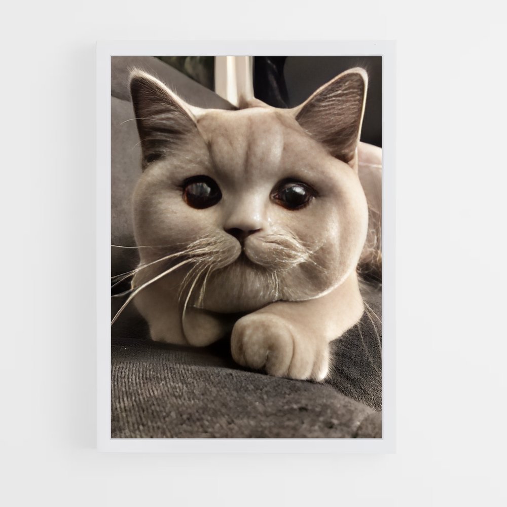 ap-british shorthair-3 cadre Blanc