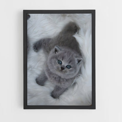 ap-british shorthair-7 cadre Noir