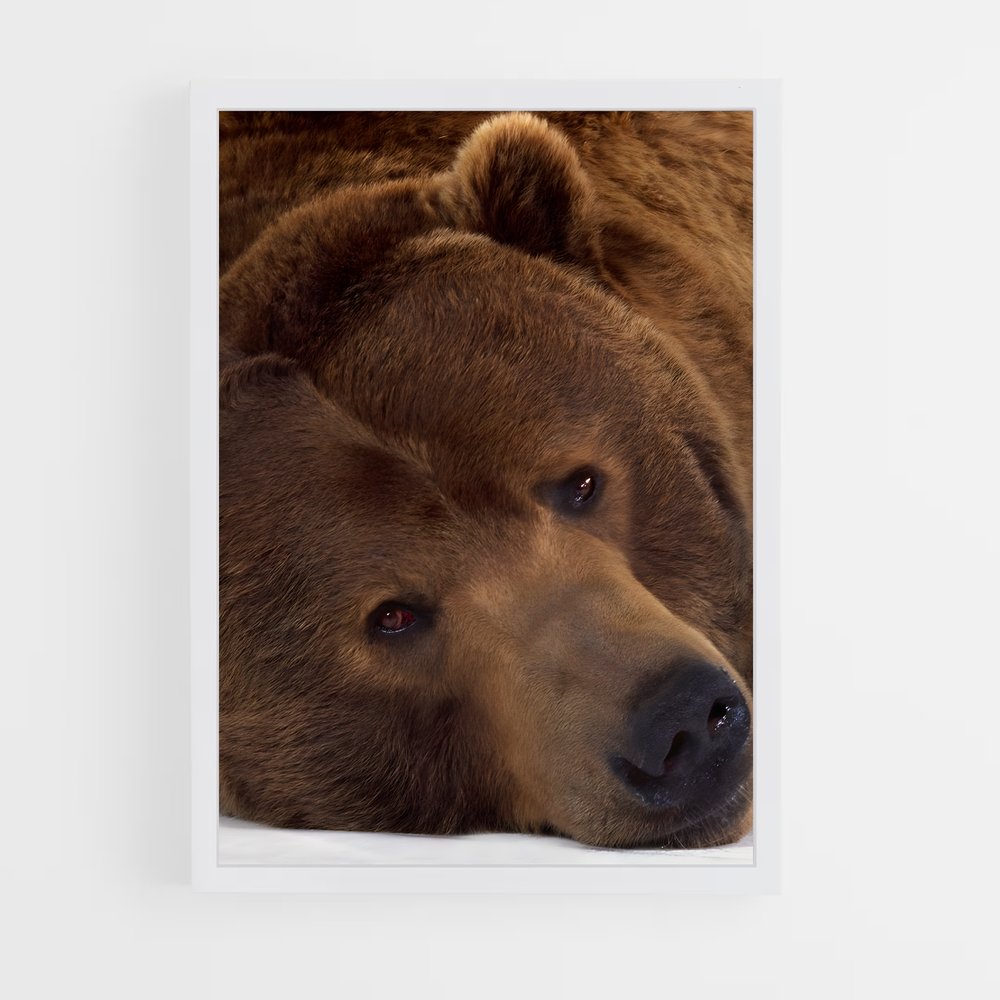ap-brown bear-4 cadre Blanc