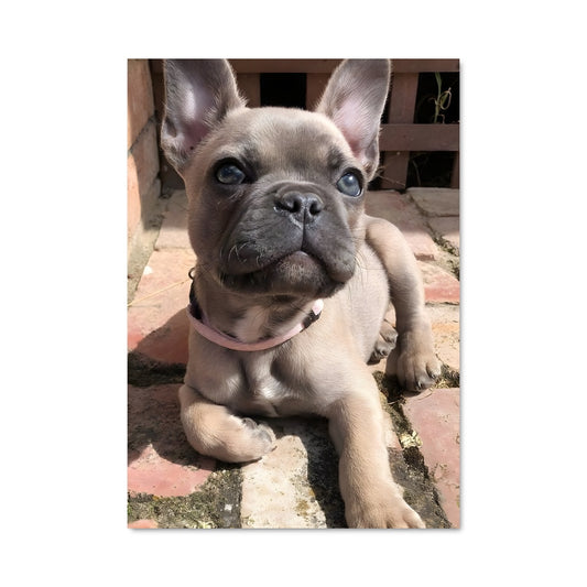 Poster Bulldog Bleu
