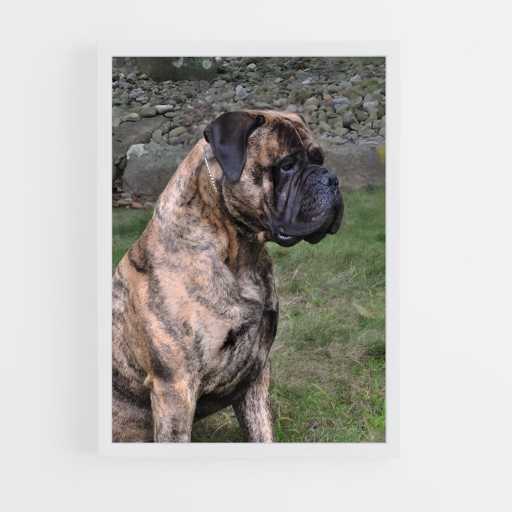 ap-bullmastiff-2 cadre Blanc
