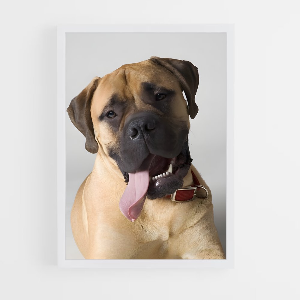 ap-bullmastiff-3 cadre Blanc