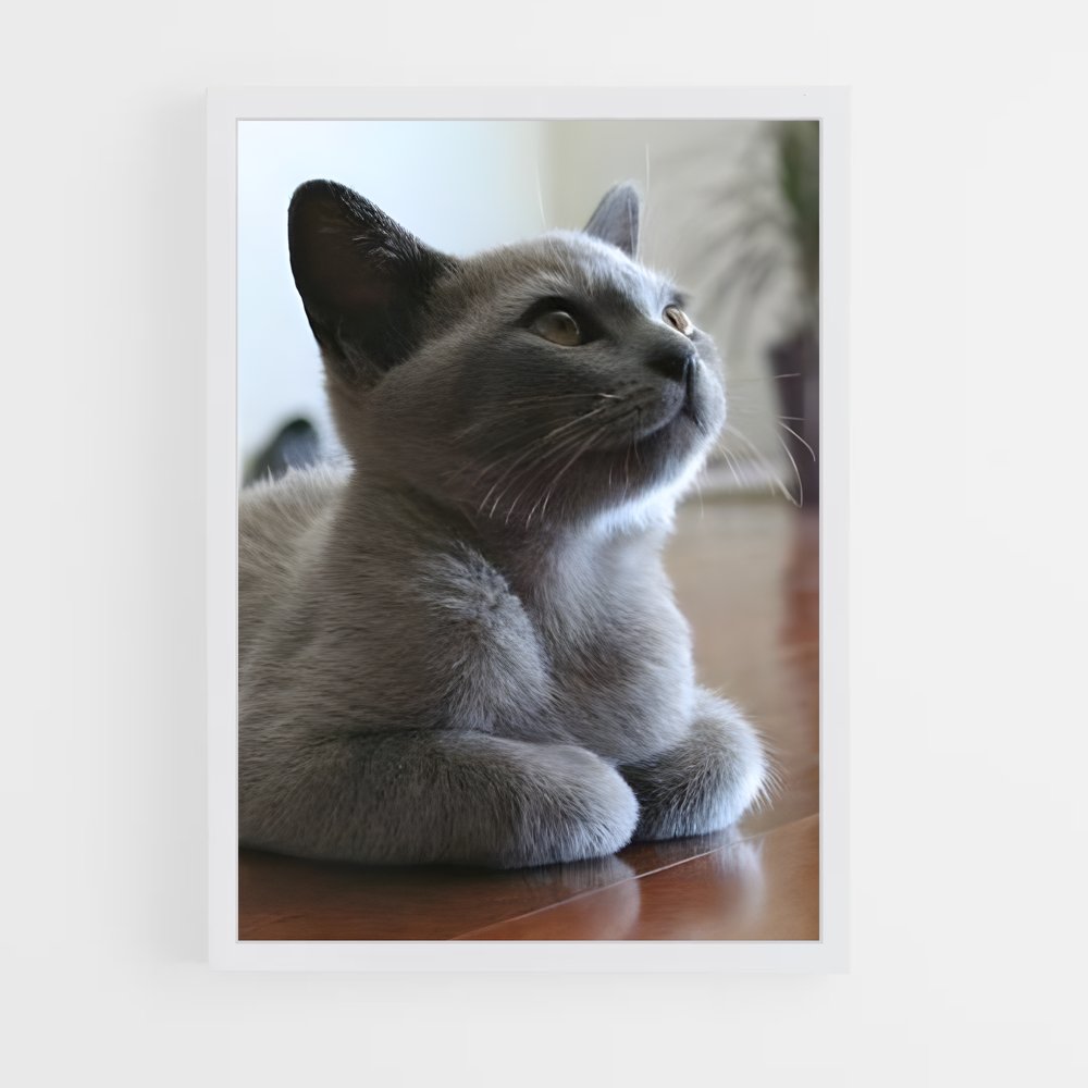 ap-burmese-5 cadre Blanc