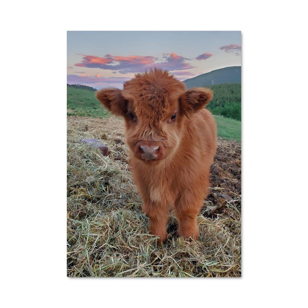 Poster Petit Veau Joyeux