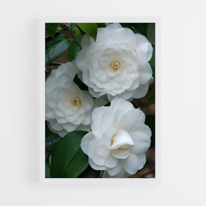 ap-camellia-1 cadre Blanc