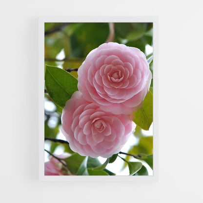 ap-camellia-3 cadre Blanc