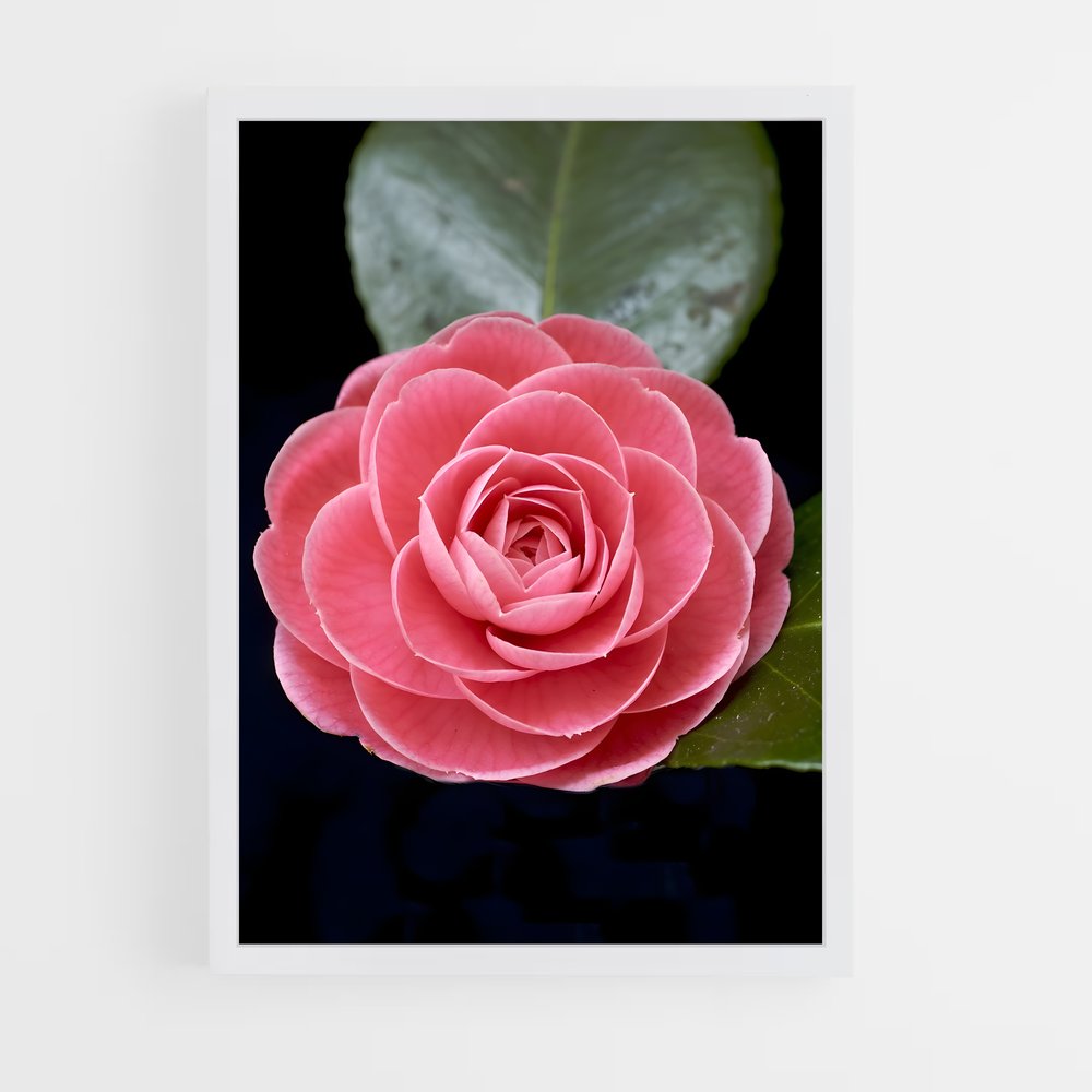 ap-camellia-4 cadre Blanc