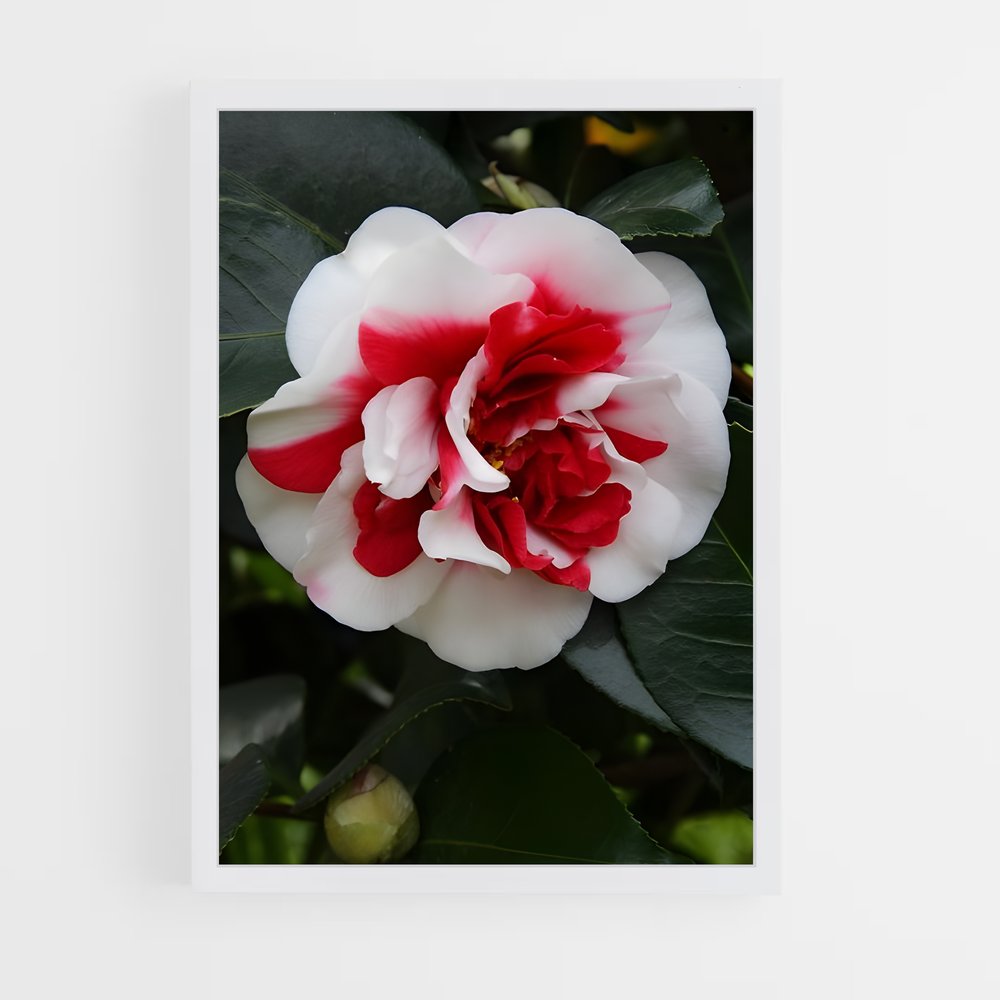 ap-camellia-6 cadre Blanc