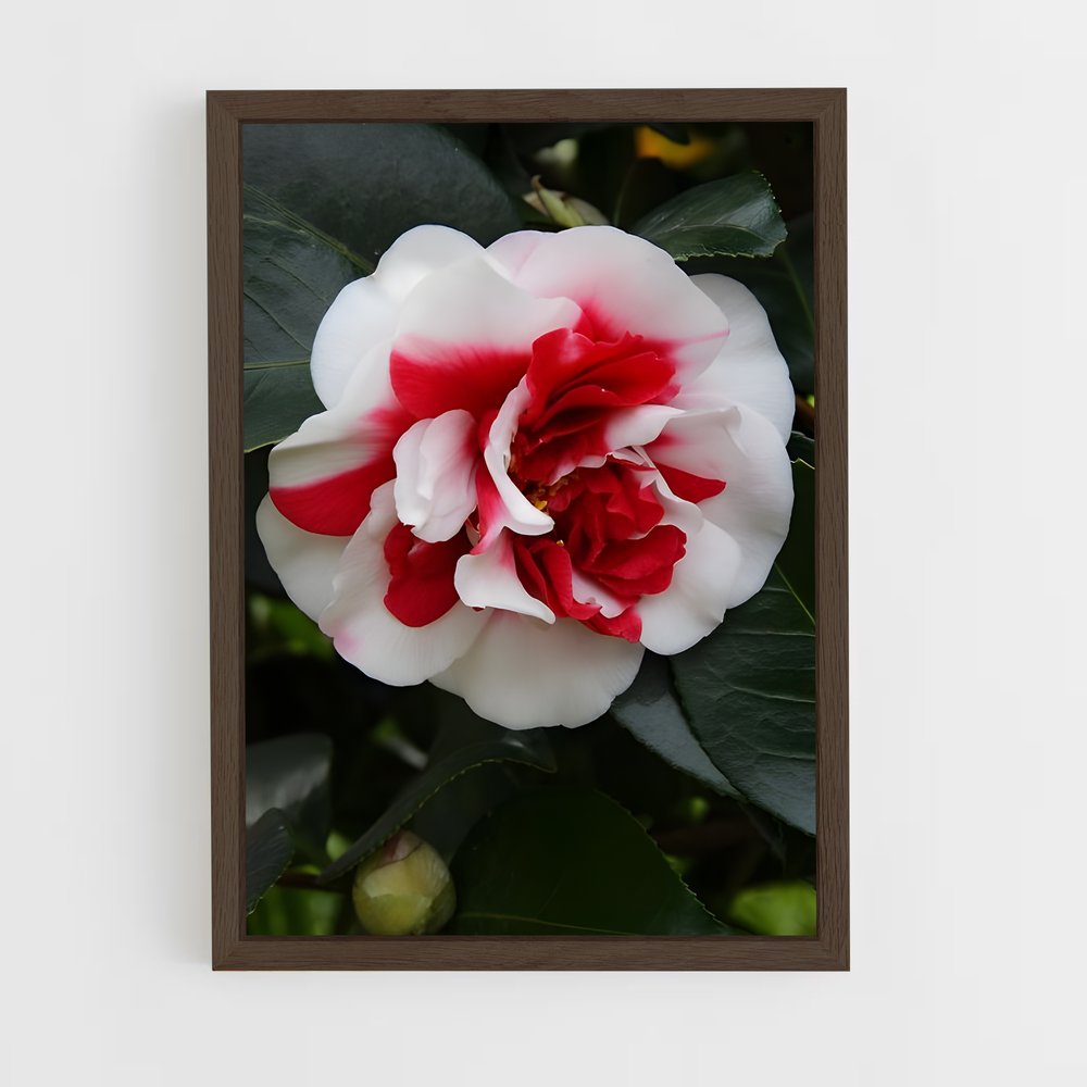 ap-camellia-6 cadre Bois foncé