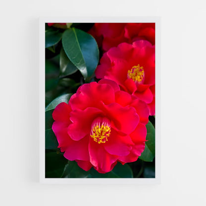 ap-camellia-7 cadre Blanc