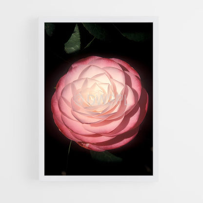 ap-camellia-9 cadre Blanc