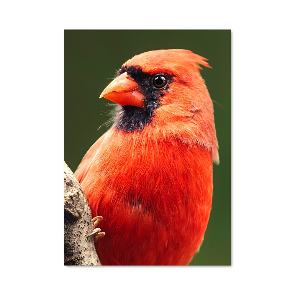 Cardinal Awakener Poster – Aesthetic Posters