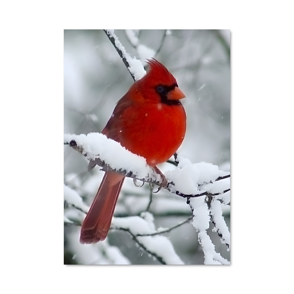 Poster Cardinal d'Hiver