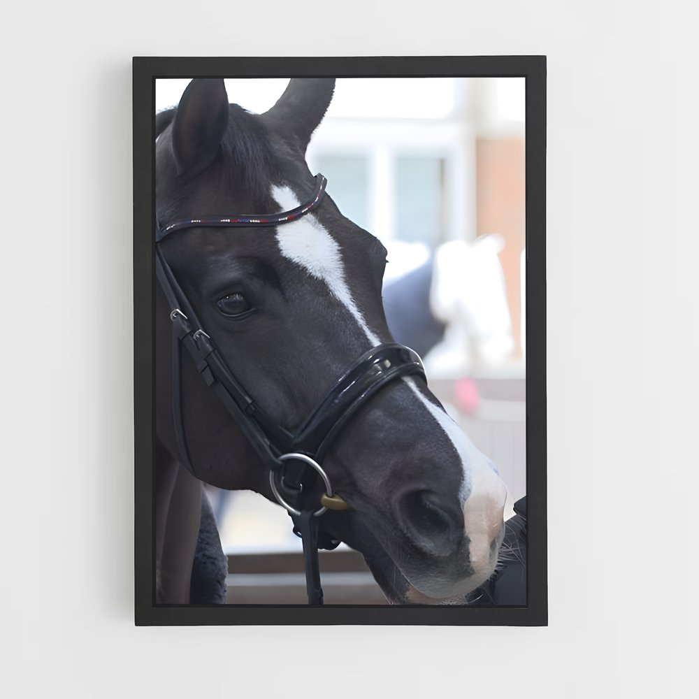 ap-carl hester-5 cadre Noir