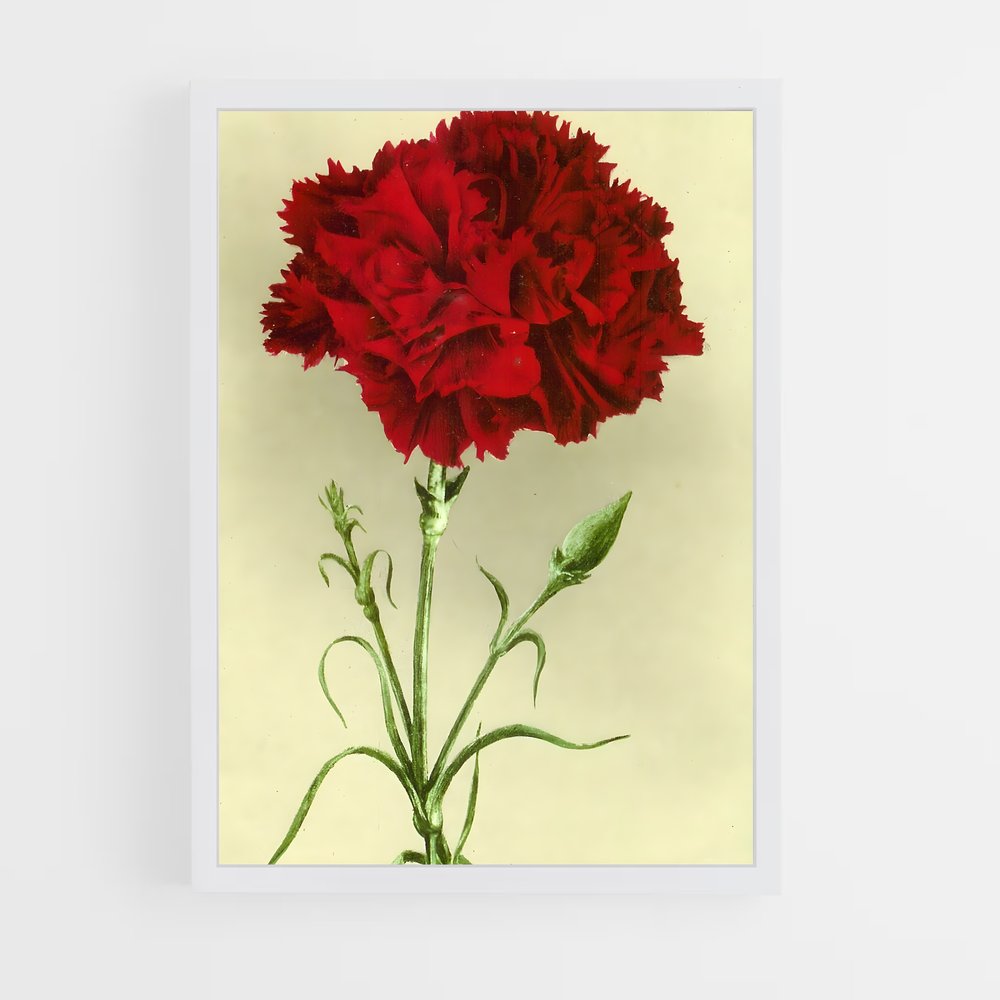 ap-carnation-11 cadre Blanc