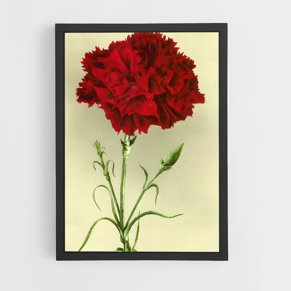 ap-carnation-11 cadre Noir