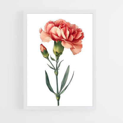 ap-carnation-2 cadre Blanc